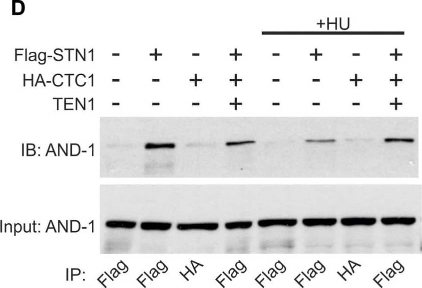 WDHD1 Antibody