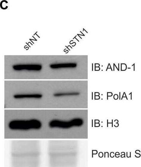 WDHD1 Antibody