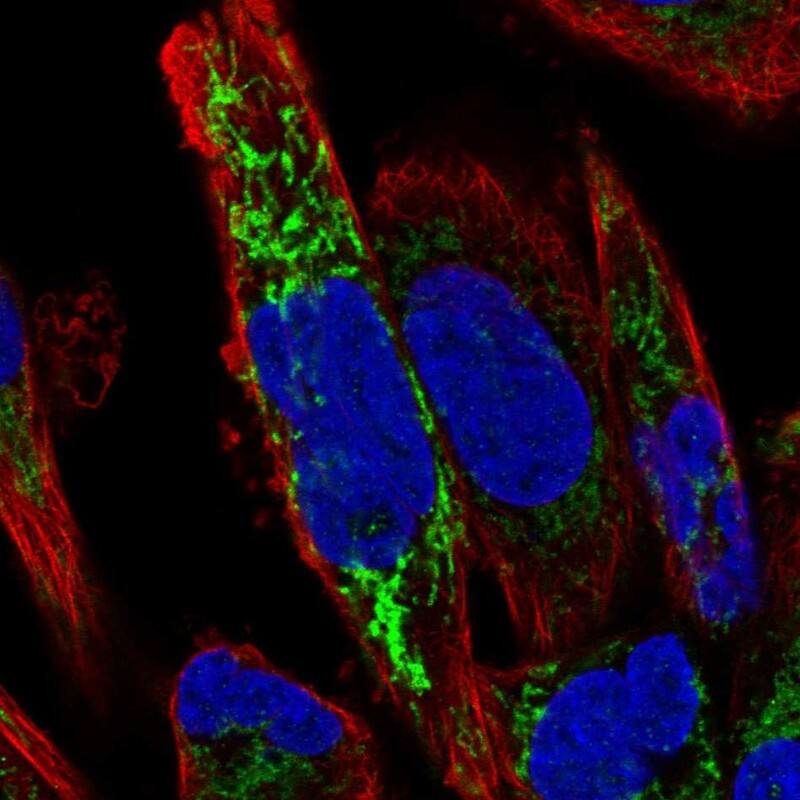 ARMCX2 Antibody - BSA Free Immunocytochemistry/ Immunofluorescence: ARMCX2 Antibody [NBP1-89144]