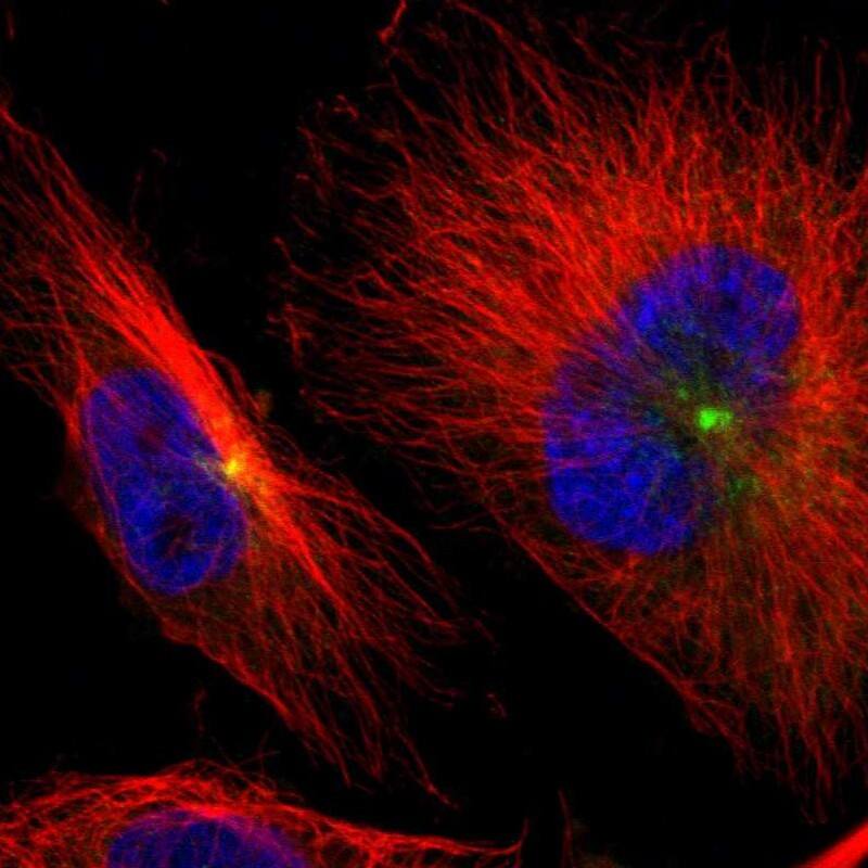 AKAP9 Antibody - BSA Free Immunocytochemistry/ Immunofluorescence: AKAP9 Antibody [NBP1-89167]