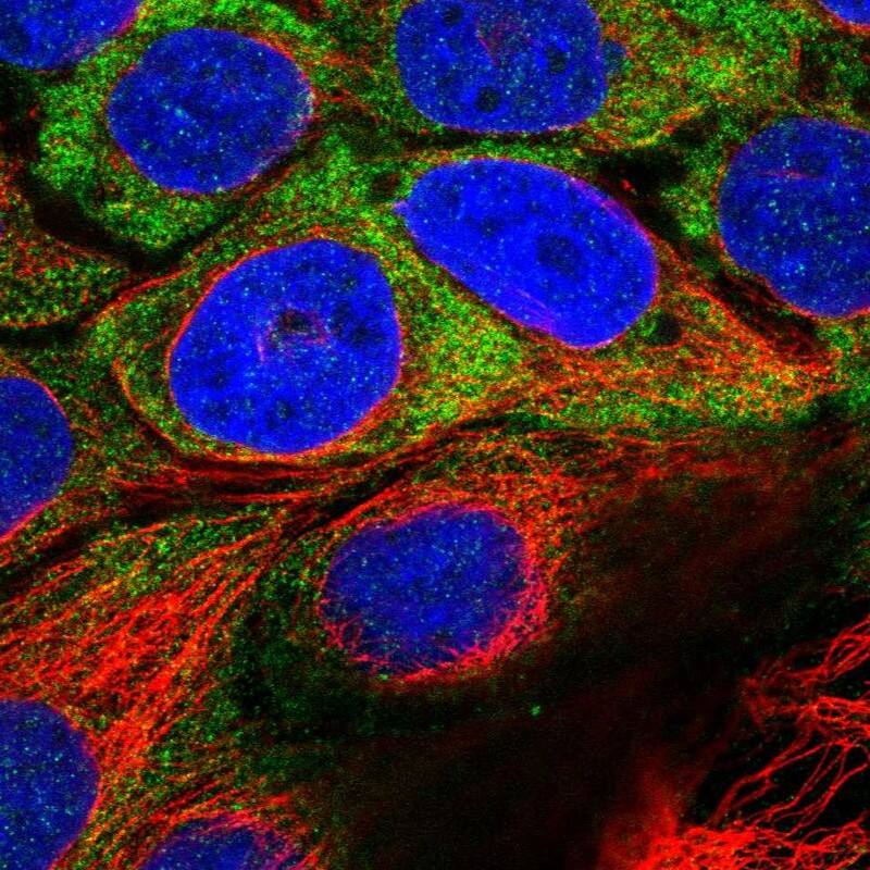 USH1C Antibody - BSA Free Immunocytochemistry/ Immunofluorescence: USH1C Antibody [NBP1-89190]