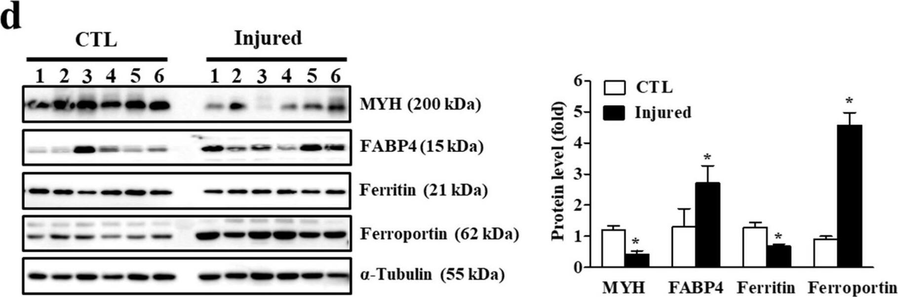 FABP4/A-FABP Antibody - BSA Free