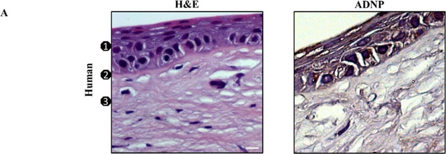 ADNP Antibody - BSA Free