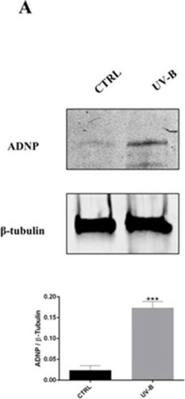 ADNP Antibody - BSA Free