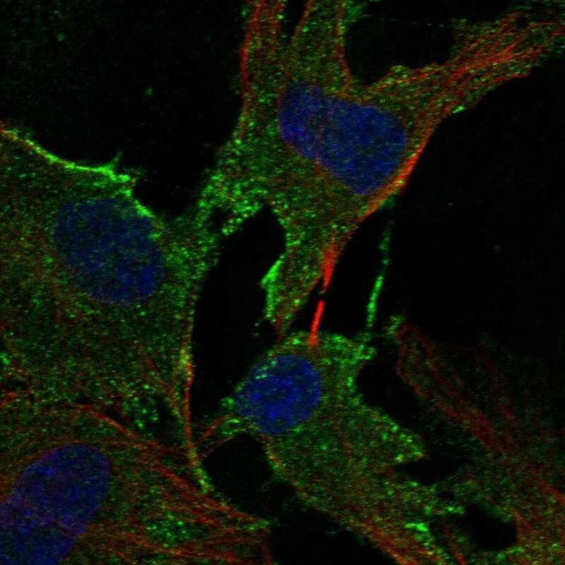 ADAMTS2 Antibody - BSA Free Immunocytochemistry/ Immunofluorescence: ADAMTS2 Antibody [NBP1-89246]