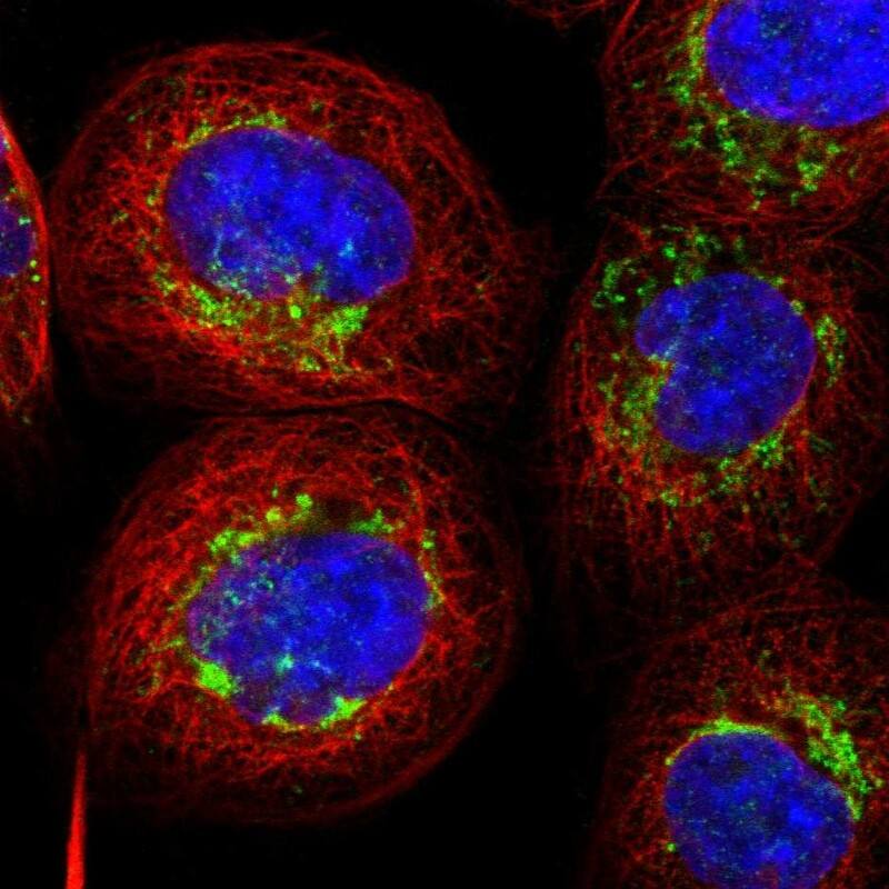 AARS2 Antibody - BSA Free Immunocytochemistry/ Immunofluorescence: AARS2 Antibody [NBP1-89323]