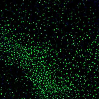 ZNF3 Antibody - BSA Free Immunohistochemistry-Paraffin: ZNF3 Antibody [NBP1-89329]