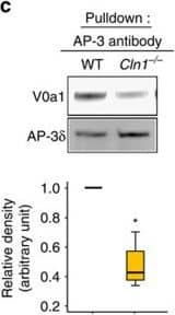 ATP6V0A1 Antibody