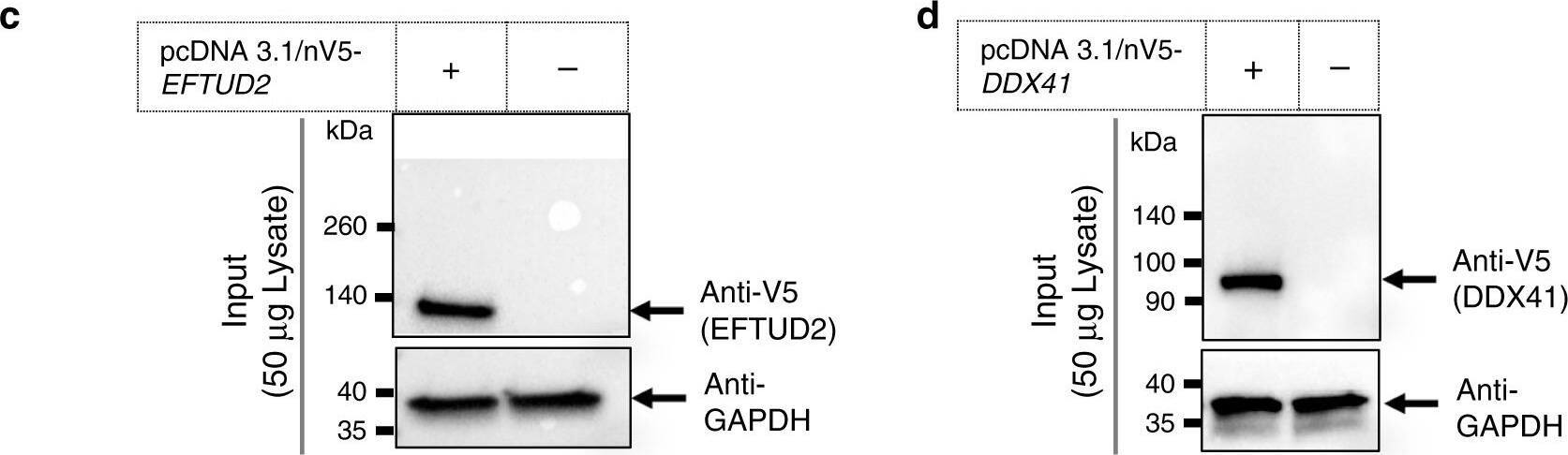 FAM50A Antibody