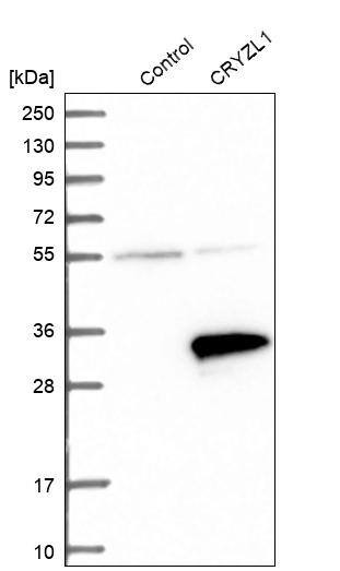 CRYZL1 Antibody - BSA Free Western Blot: CRYZL1 Antibody - BSA Free [NBP1-89364]