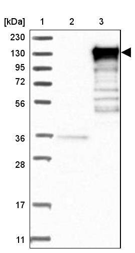 EPB41L3 Antibody - BSA Free Western Blot: EPB41L3 Antibody - BSA Free [NBP1-89372]
