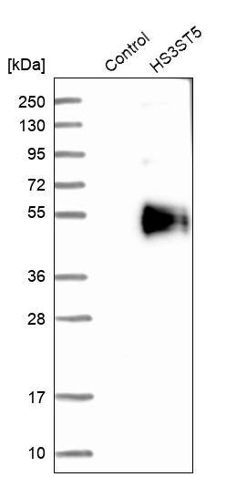 HS3ST5 Antibody - BSA Free Western Blot: HS3ST5 Antibody - BSA Free [NBP1-89373]