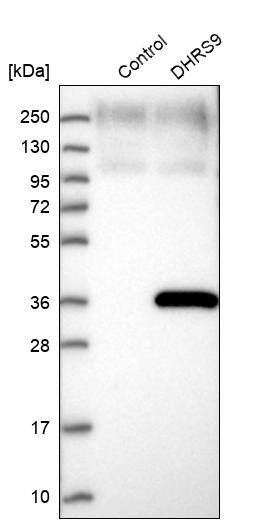 DHRS9 Antibody - BSA Free Western Blot: DHRS9 Antibody - BSA Free [NBP1-89379]