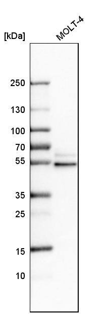 STAU2 Antibody - BSA Free Western Blot: STAU2 Antibody - BSA Free [NBP1-89380]