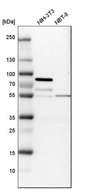 STAU2 Antibody - BSA Free Western Blot: STAU2 Antibody - BSA Free [NBP1-89380]
