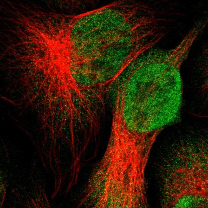 UBXN1 Antibody - BSA Free Immunocytochemistry/ Immunofluorescence: UBXN1 Antibody [NBP1-89387]
