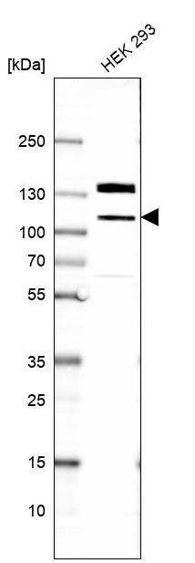 eIF4ENIF1 Antibody - BSA Free Western Blot: eIF4ENIF1 Antibody - BSA Free [NBP1-89389]