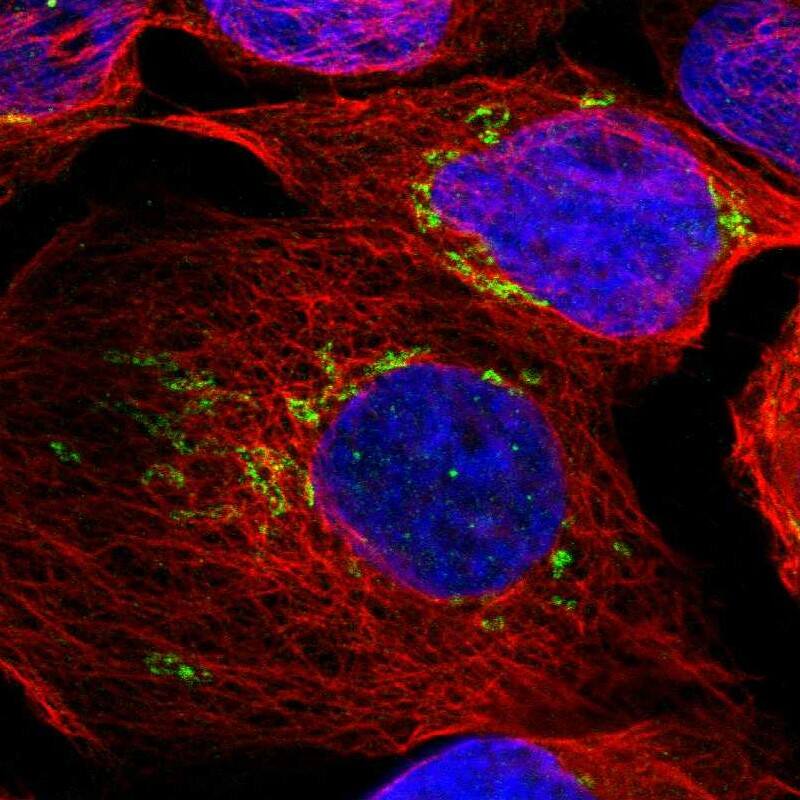 TXNDC15 Antibody - BSA Free Immunocytochemistry/ Immunofluorescence: TXNDC15 Antibody [NBP1-89394]