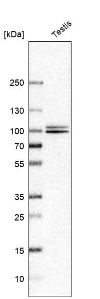 NBR1 Antibody - BSA Free Western Blot: NBR1 Antibody - BSA Free [NBP1-89399]