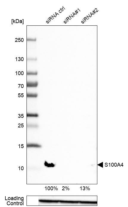 S100A4 Antibody - BSA Free Western Blot: S100A4 Antibody - BSA Free [NBP1-89402]