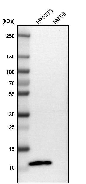 S100A4 Antibody - BSA Free Western Blot: S100A4 Antibody - BSA Free [NBP1-89402]