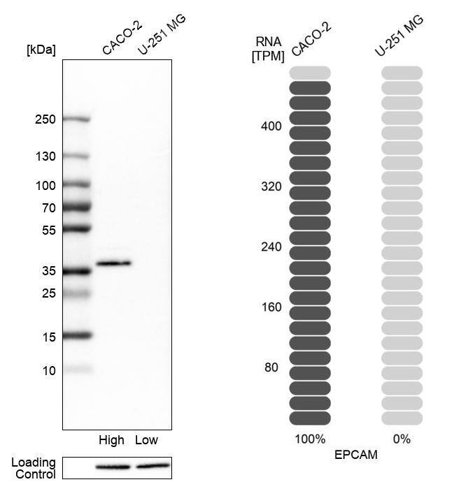EpCAM/TROP1 Antibody - BSA Free Western Blot: EpCAM/TROP1 Antibody - BSA Free [NBP1-89404]