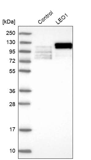 LEO1 Antibody - BSA Free Western Blot: LEO1 Antibody - BSA Free [NBP1-89423]