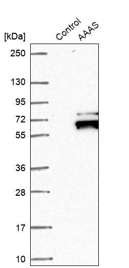 AAAS Antibody - BSA Free Western Blot: AAAS Antibody - BSA Free [NBP1-89424]