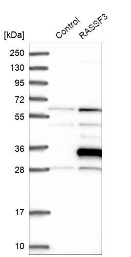 RASSF3 Antibody - BSA Free Western Blot: RASSF3 Antibody - BSA Free [NBP1-89425]