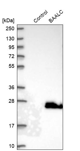 BAALC Antibody - BSA Free Western Blot: BAALC Antibody - BSA Free [NBP1-89443]