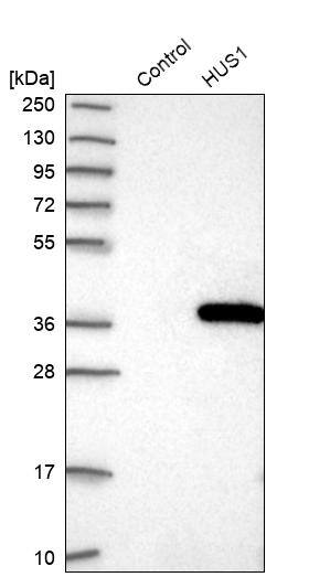 HUS1 Antibody - BSA Free Western Blot: HUS1 Antibody - BSA Free [NBP1-89445]