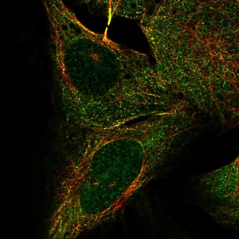 KIF2B Antibody - BSA Free Immunocytochemistry/ Immunofluorescence: KIF2B Antibody - BSA Free [NBP1-89446]