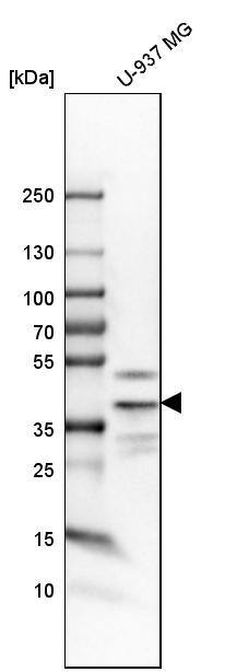 TWISTNB Antibody - BSA Free Western Blot: TWISTNB Antibody - BSA Free [NBP1-89449]