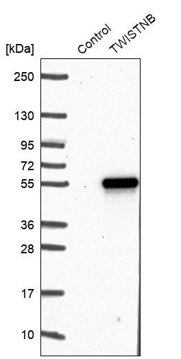 TWISTNB Antibody - BSA Free Western Blot: TWISTNB Antibody - BSA Free [NBP1-89449]
