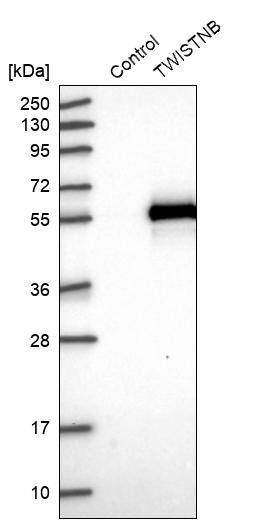 TWISTNB Antibody - BSA Free Western Blot: TWISTNB Antibody - BSA Free [NBP1-89454]