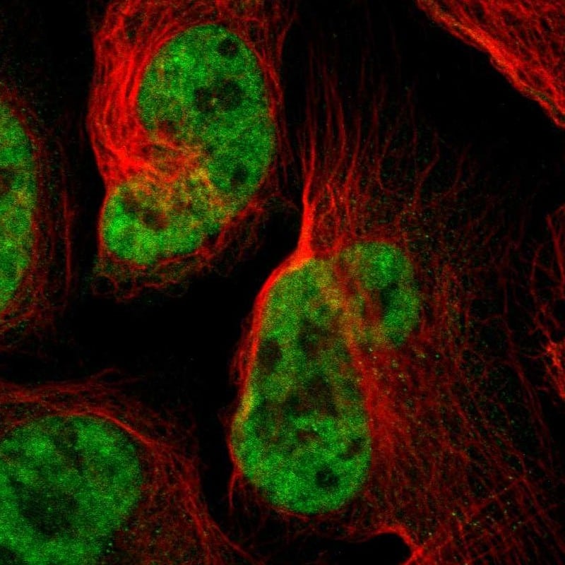 SP1 Antibody - BSA Free Immunocytochemistry/ Immunofluorescence: SP1 Antibody - BSA Free [NBP1-89458]
