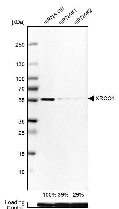 XRCC4 Antibody - BSA Free Western Blot: XRCC4 Antibody - BSA Free [NBP1-89463]