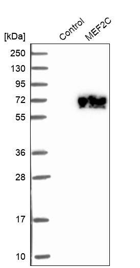 MEF2C Antibody - BSA Free Western Blot: MEF2C Antibody - BSA Free [NBP1-89468]