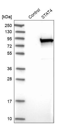 STAT4 Antibody - BSA Free Western Blot: STAT4 Antibody - BSA Free [NBP1-89474]