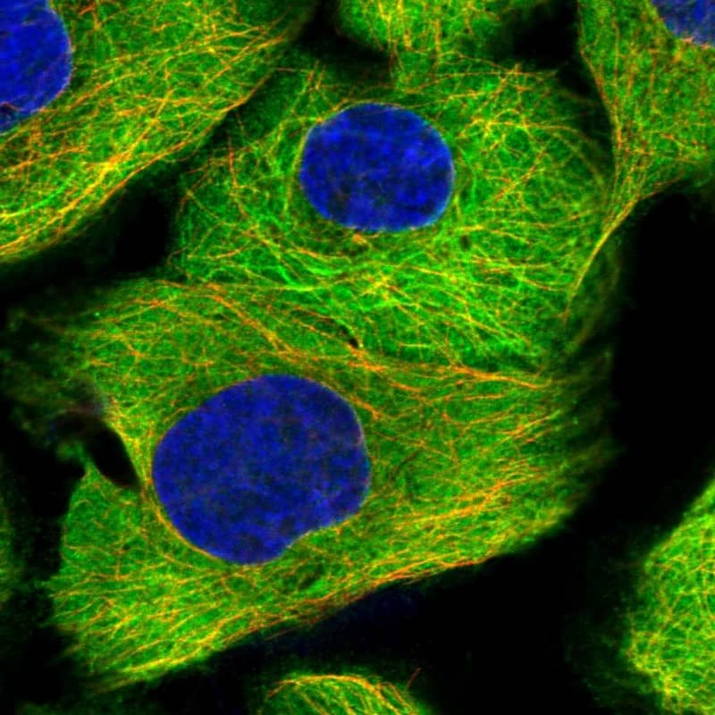 MAP4 Antibody - BSA Free Immunocytochemistry/ Immunofluorescence: MAP4 Antibody - BSA Free [NBP1-89483]