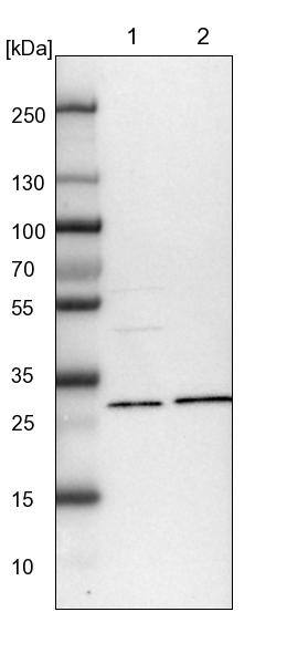 NIT2 Antibody - BSA Free Western Blot: NIT2 Antibody - BSA Free [NBP1-89486]
