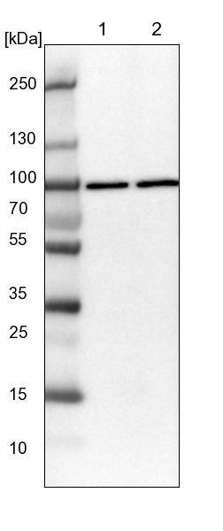 QARS Antibody - BSA Free Western Blot: QARS Antibody - BSA Free [NBP1-89487]
