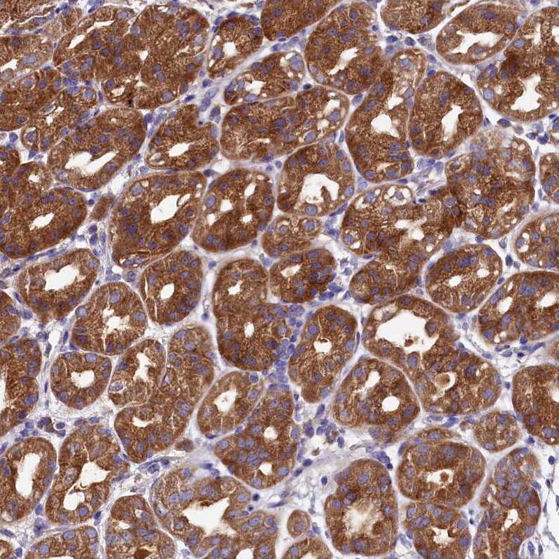 QARS Antibody - BSA Free Immunohistochemistry-Paraffin: QARS Antibody - BSA Free [NBP1-89487]