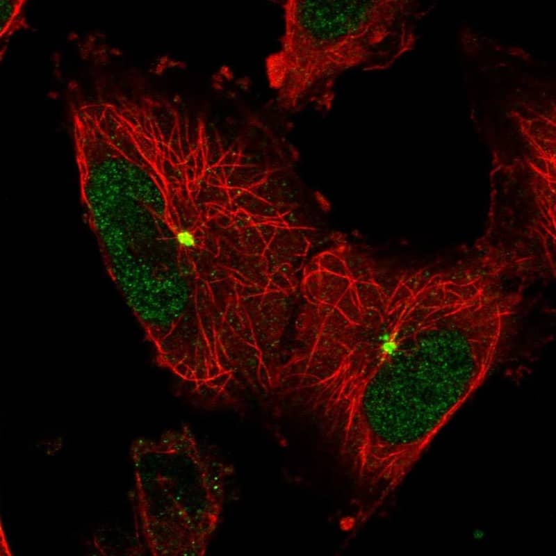 Katanin p60 Antibody - BSA Free Immunocytochemistry/ Immunofluorescence: Katanin p60 Antibody [NBP1-89491]