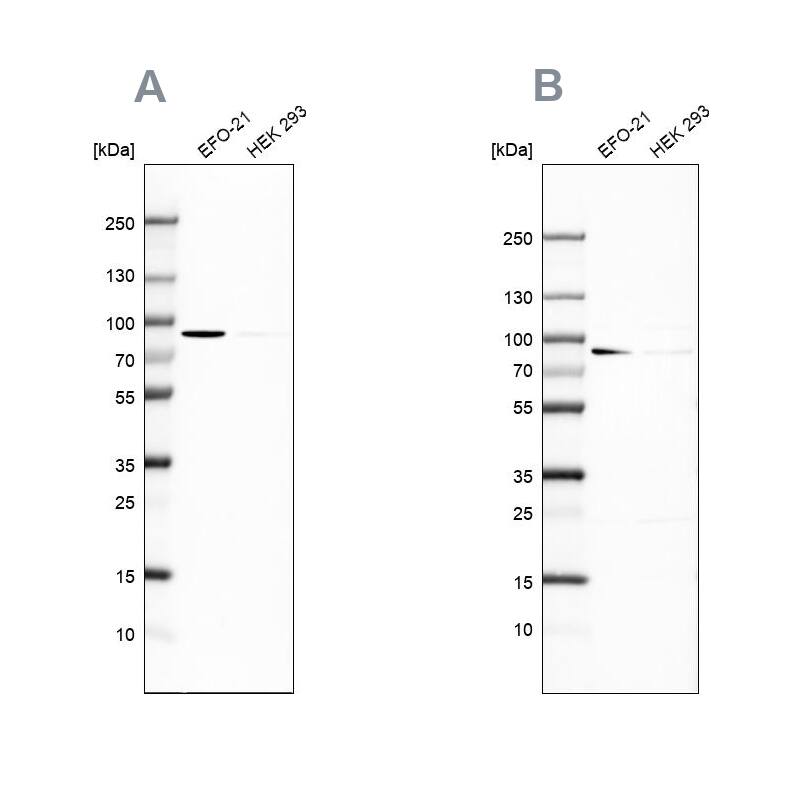 DPP3 Antibody - BSA Free Western Blot: DPP3 Antibody - BSA Free [NBP1-89493]