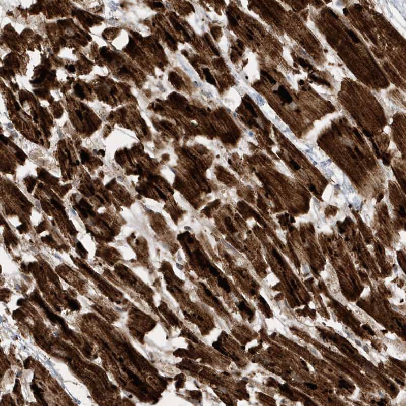 ATP5I Antibody - BSA Free Immunohistochemistry-Paraffin: ATP5I Antibody - BSA Free [NBP1-89496]