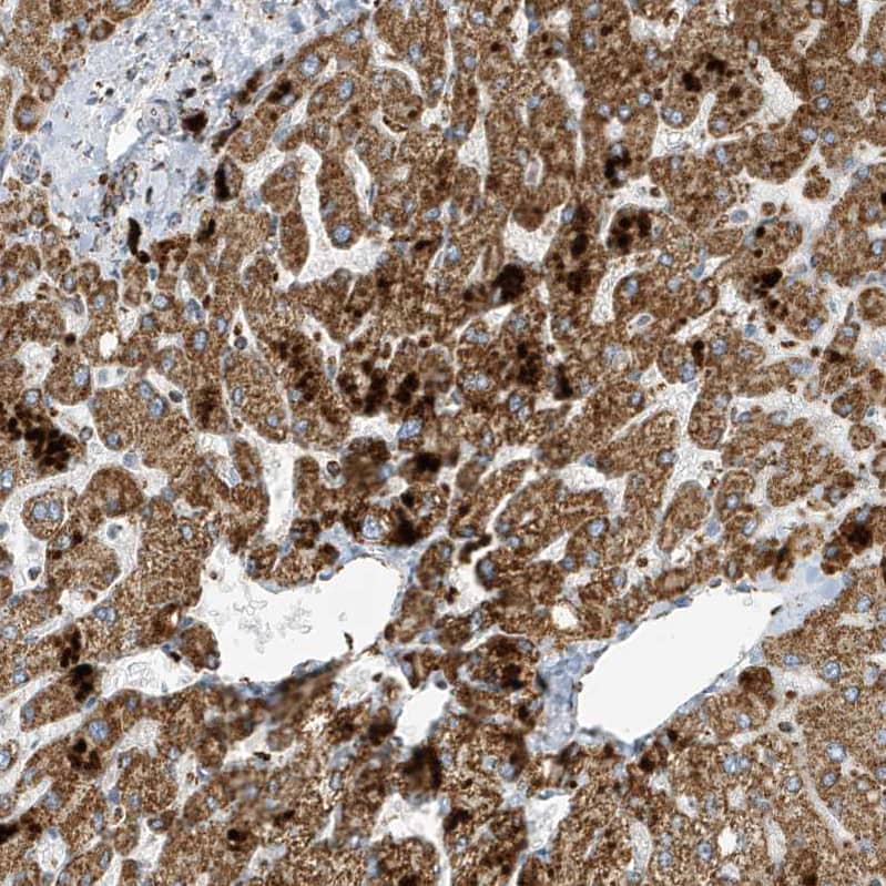 ATP5I Antibody - BSA Free Immunohistochemistry-Paraffin: ATP5I Antibody - BSA Free [NBP1-89496]