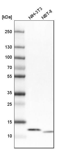 ATP5I Antibody - BSA Free Western Blot: ATP5I Antibody - BSA Free [NBP1-89496]