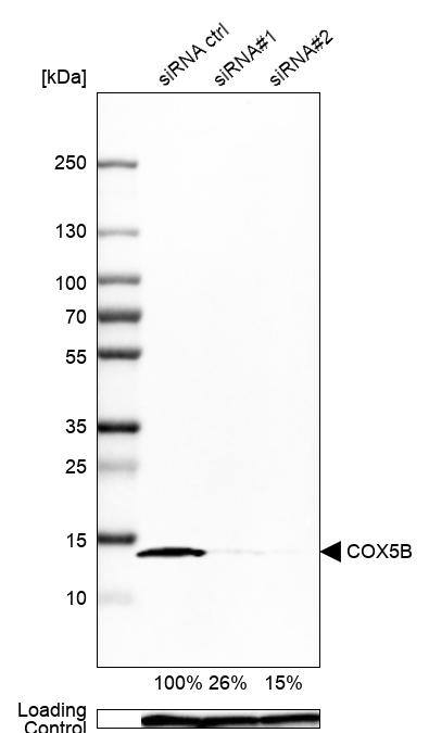 COX5b Antibody - BSA Free Western Blot: COX5b Antibody - BSA Free [NBP1-89499]