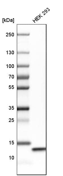 COX5b Antibody - BSA Free Western Blot: COX5b Antibody - BSA Free [NBP1-89499]